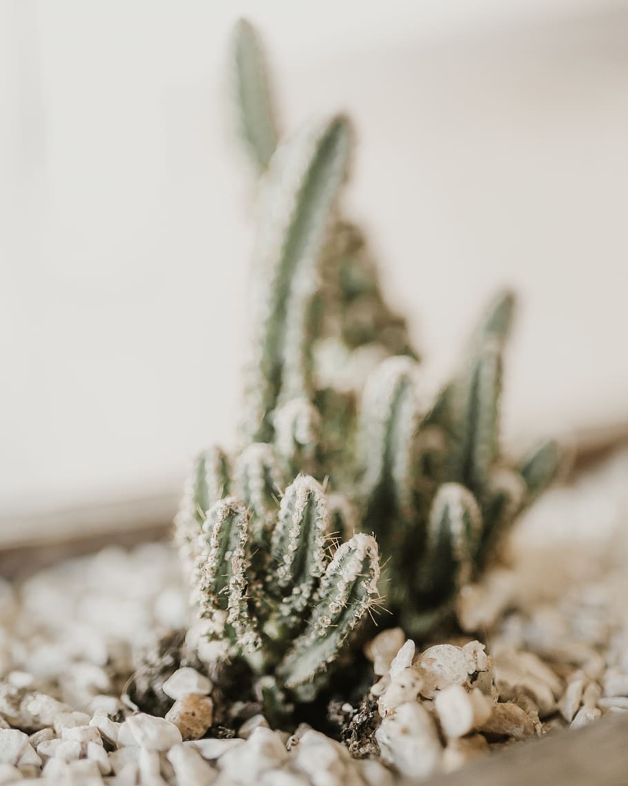 green cactus, close-up, no people, selective focus, indoors, nature HD wallpaper
