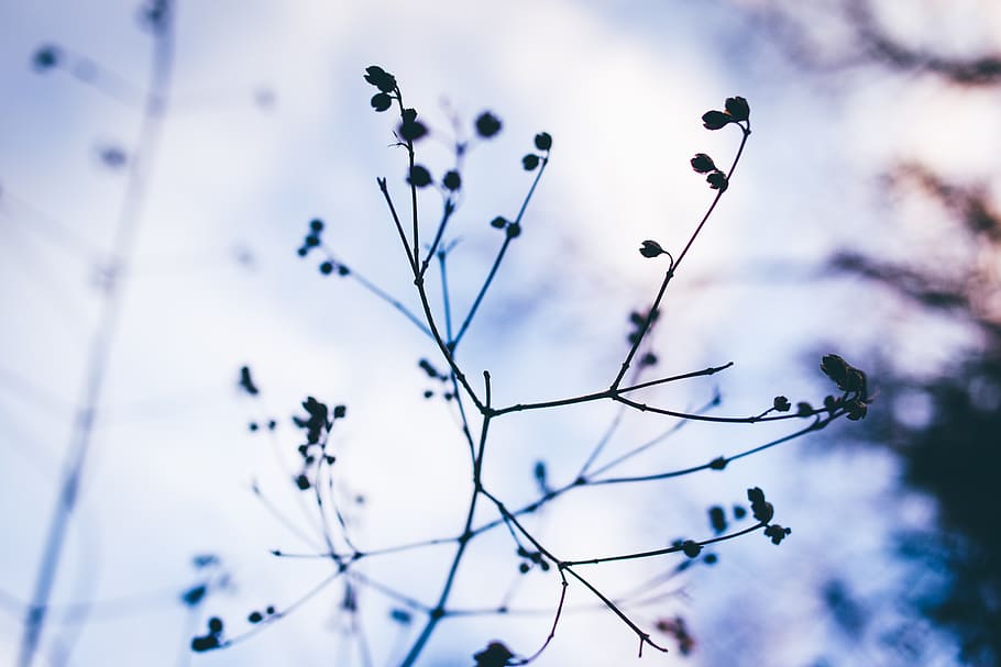 trees, branches, fall, autumn, winter, flowers, buds, low angle view HD wallpaper