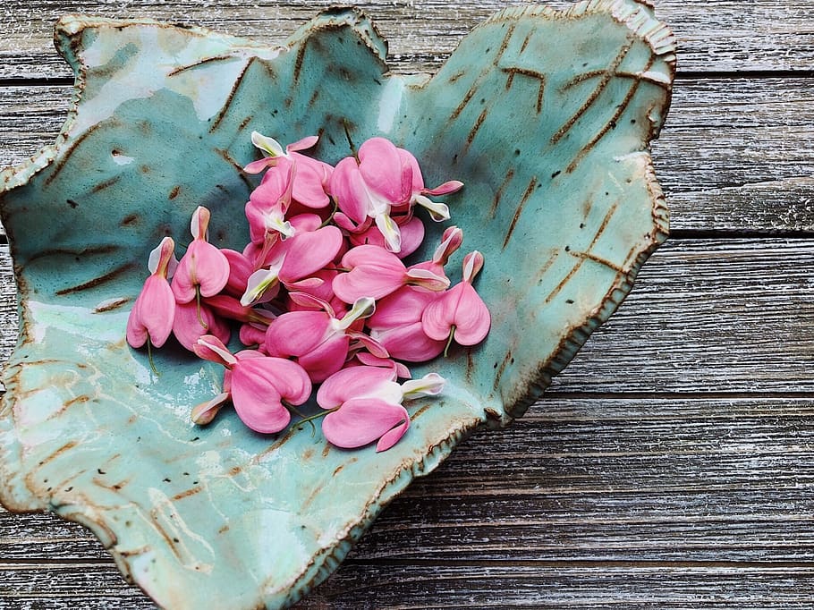 bleeding hearts, pink, flower, spring, floral, garden, pink color HD wallpaper