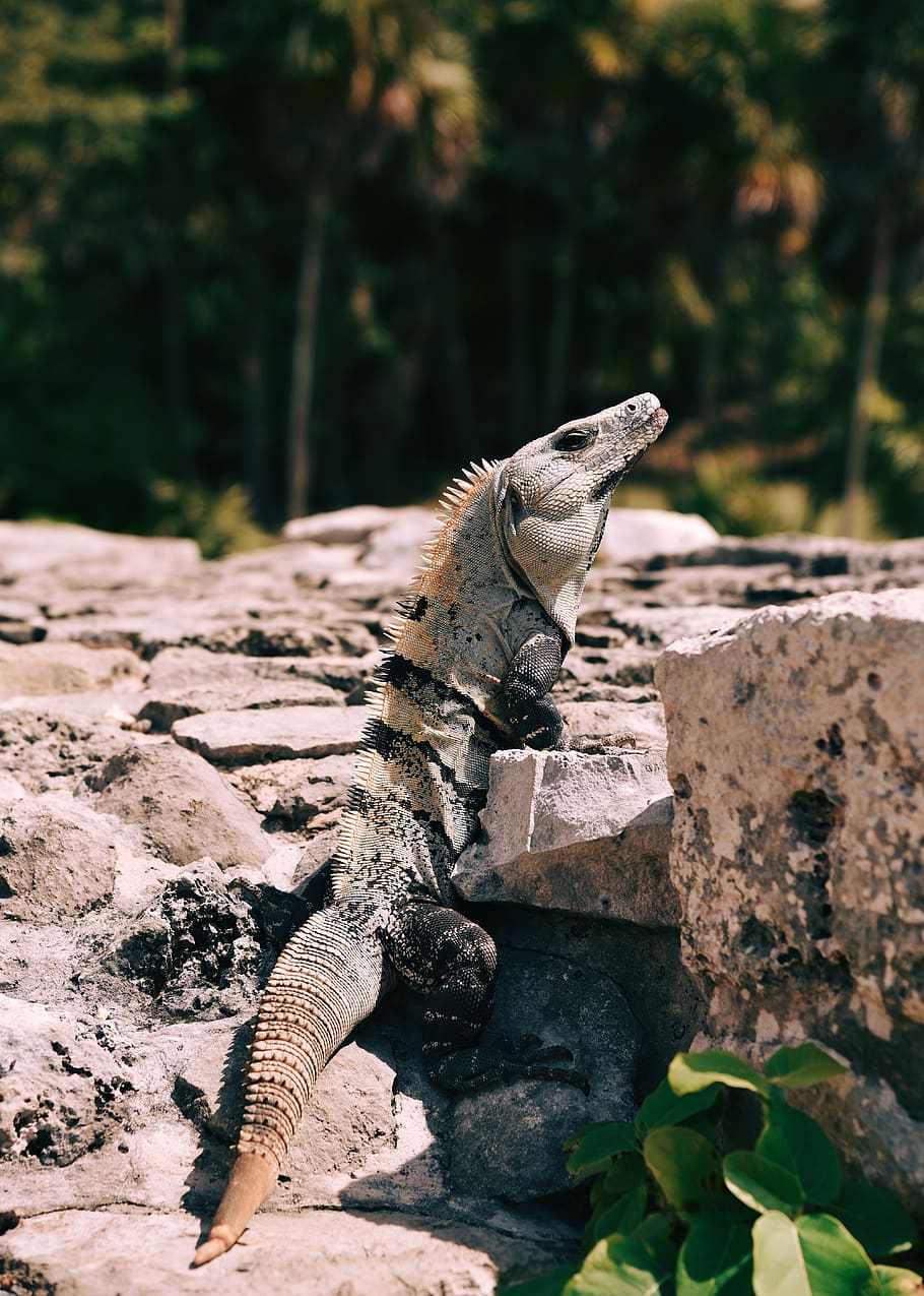 lizard on rocky road, reptile, animal, iguana, travel, animals HD wallpaper