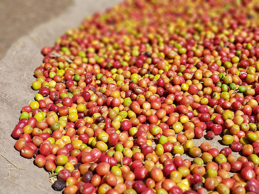 coffee, natural, processing, food and drink, freshness, healthy eating, HD wallpaper