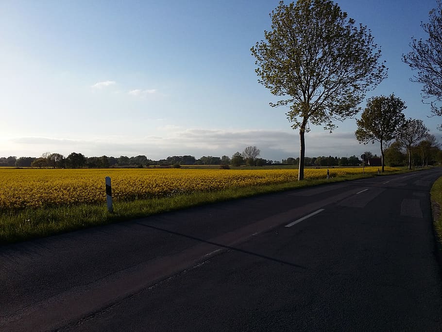 germany, varel, road, plant, tree, sky, transportation, the way forward HD wallpaper