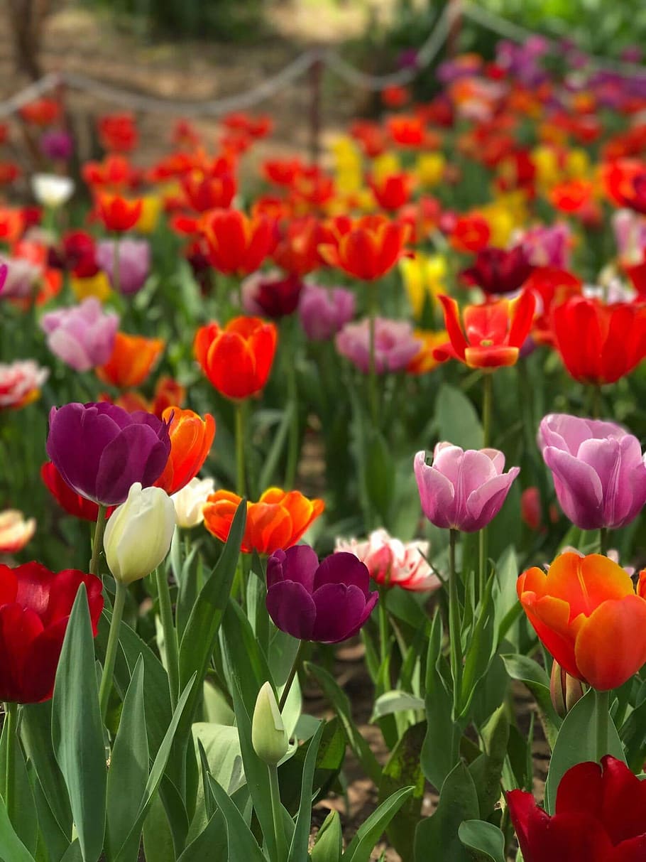 Closeup Photo of Assorted-colored Bed of Flowers, bloom, bright HD wallpaper