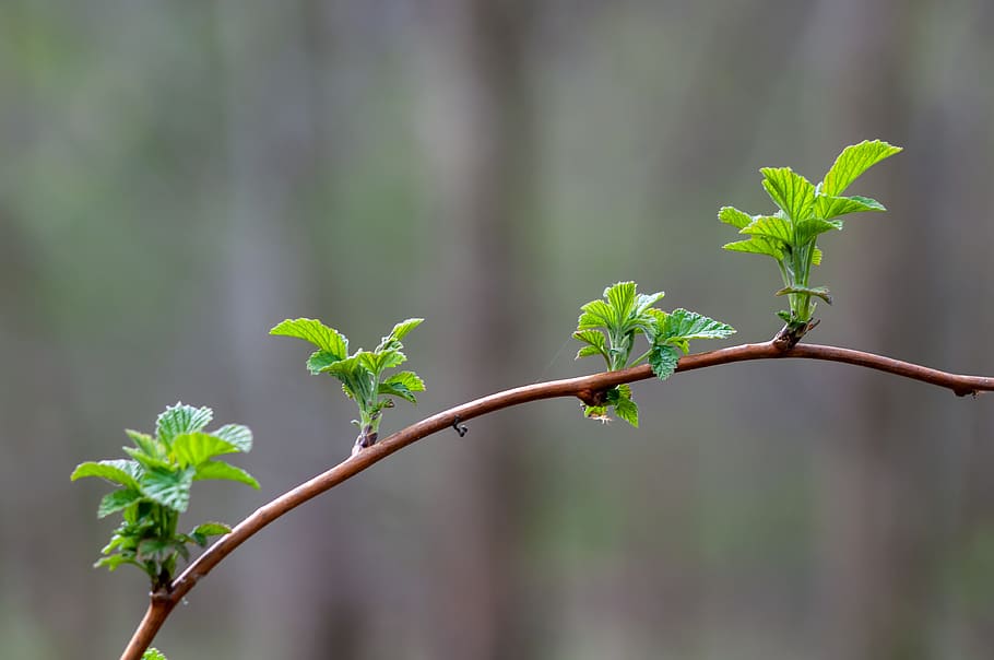 tree, bush, foliage, green, macro, nature, flora, forest, growth HD wallpaper