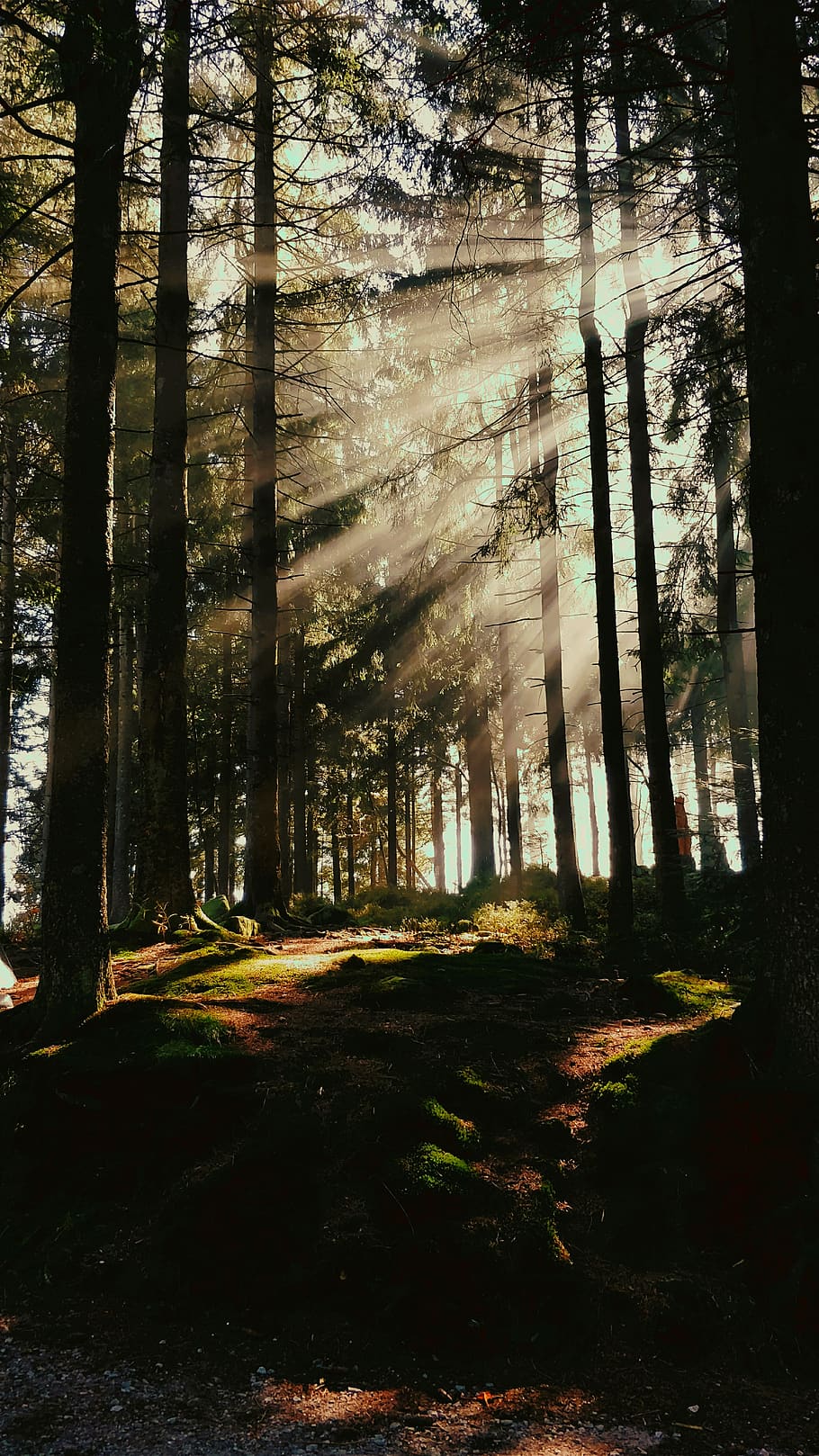 germany, seebach, mummelsee, tree, plant, forest, land, tranquility HD wallpaper