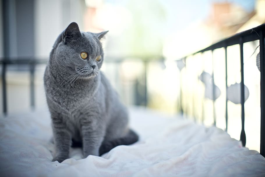 blue cat on bed, domestic cat, animal themes, pets, mammal, feline HD wallpaper