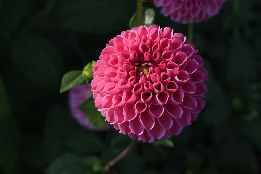 Focus Photography Pink Dahlia, bloom, blossom, close-up, flora HD wallpaper