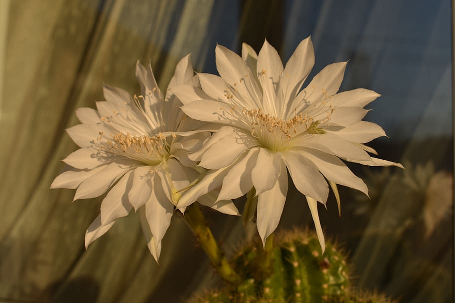 cactus, bloom, flowers, flora, nature, scratchy, fragility HD wallpaper