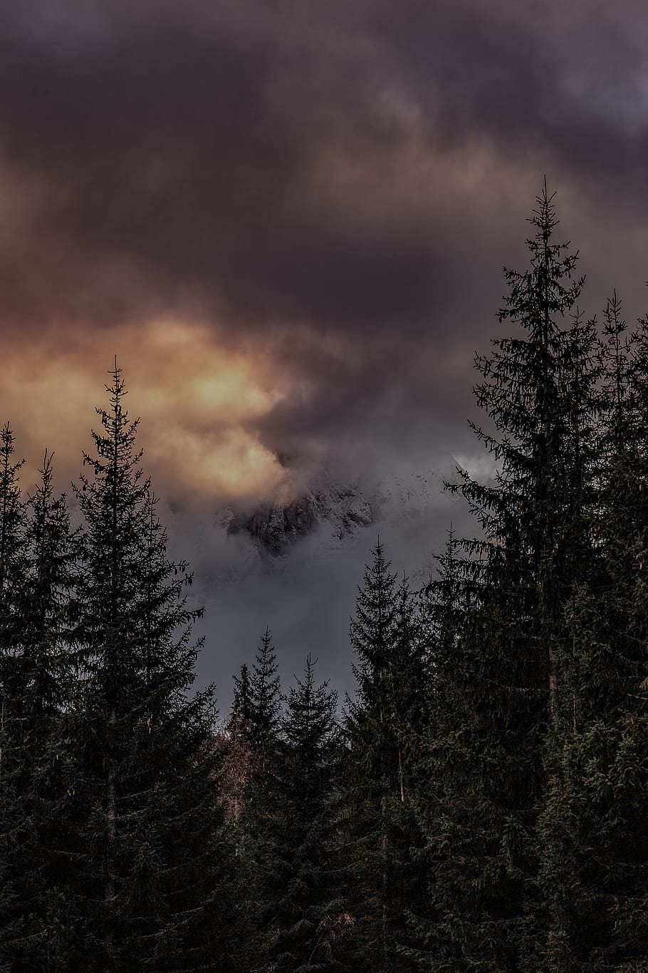 green tall tree under gray sky, plant, abies, fir, nature, outdoors HD wallpaper