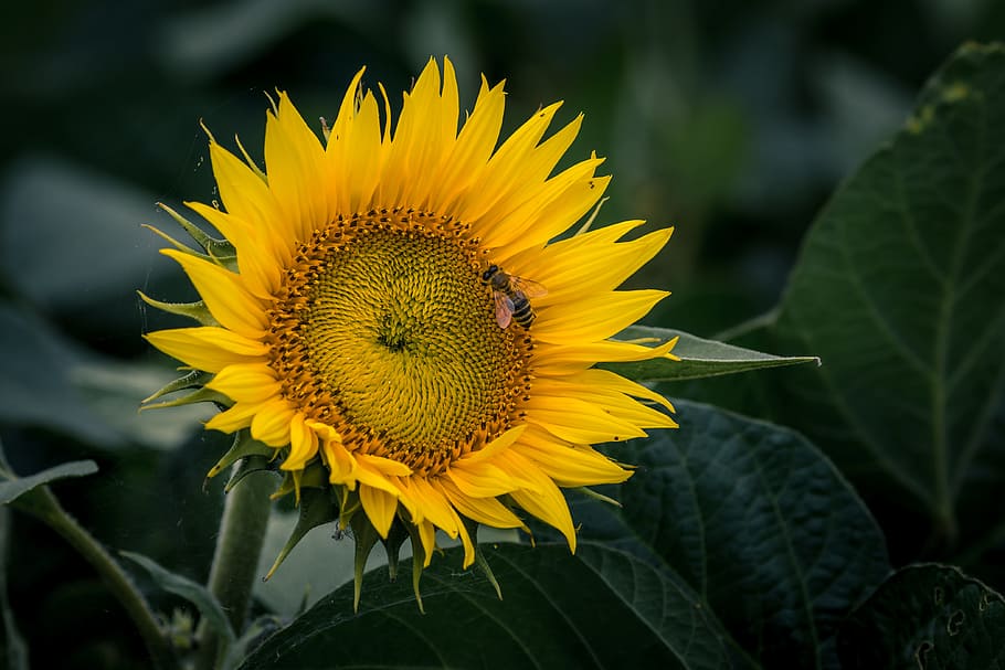 selective focus photography of sunflower, insect, bee, field, HD wallpaper