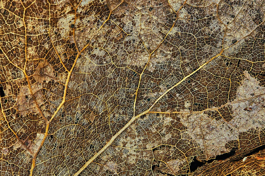 dried brown leaf, full frame, backgrounds, no people, textured HD wallpaper