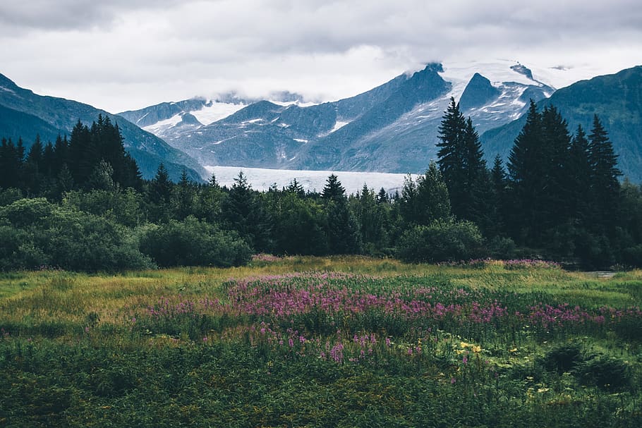 flower field under white sky, plant, tree, fir, abies, nature HD wallpaper