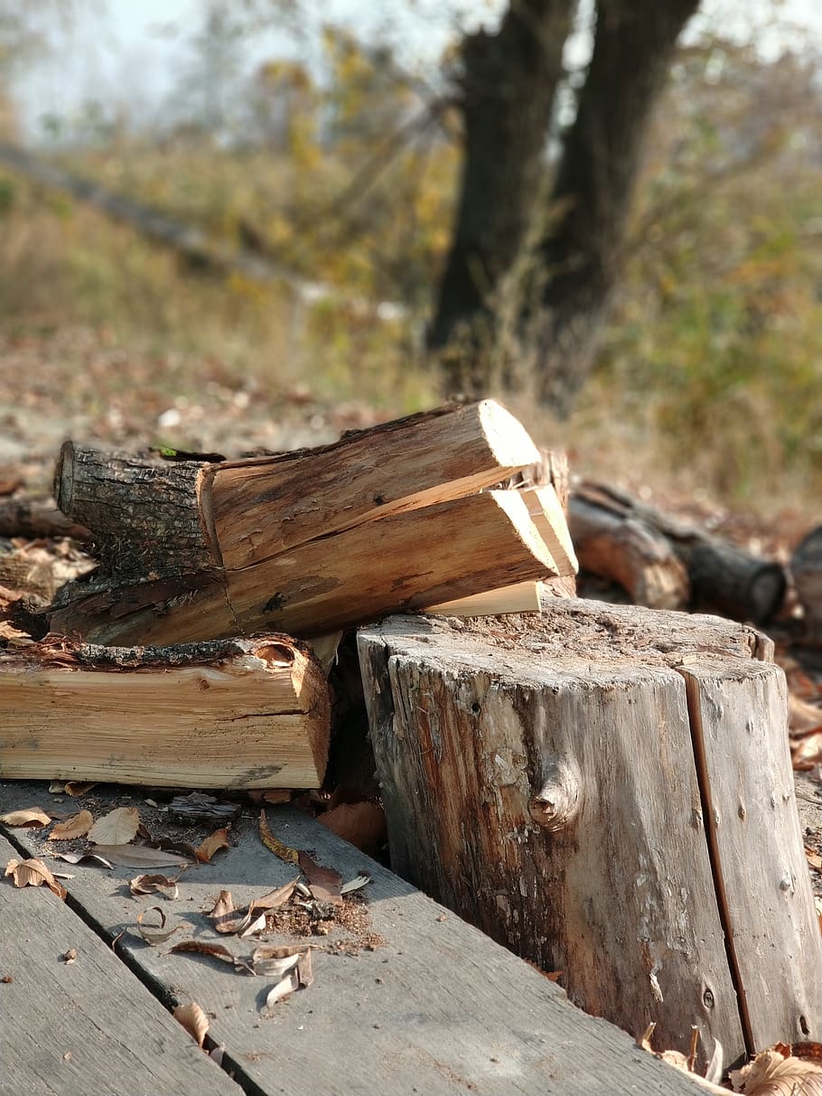 nature, autumn, firewood, wood - material, tree, log, timber, HD wallpaper