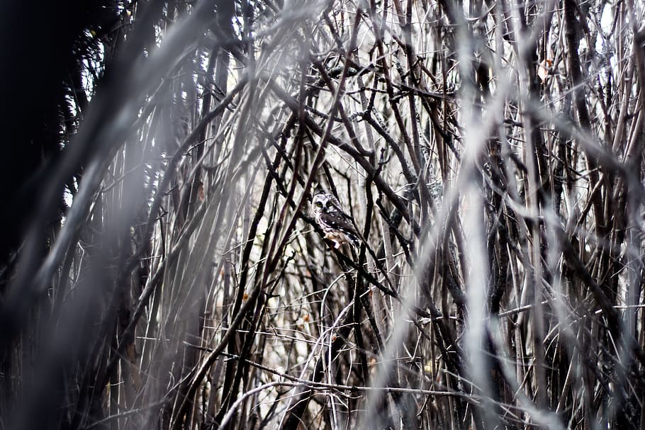 nature, branches, twigs, stems, trees, outdoors, bird, owl HD wallpaper