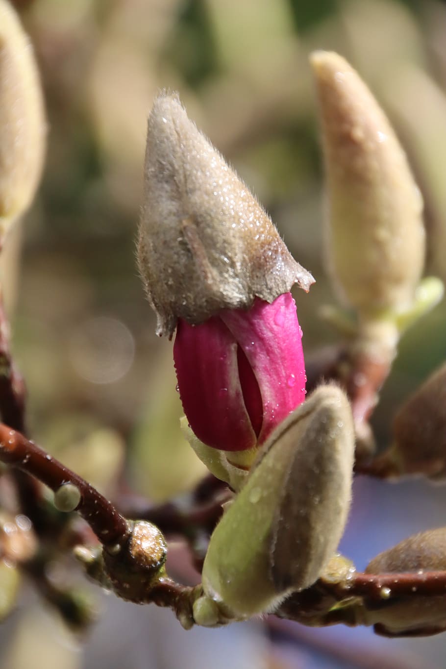 magnolia, blossom, bloom, spring, garden, close up, pink, tulip magnolia HD wallpaper