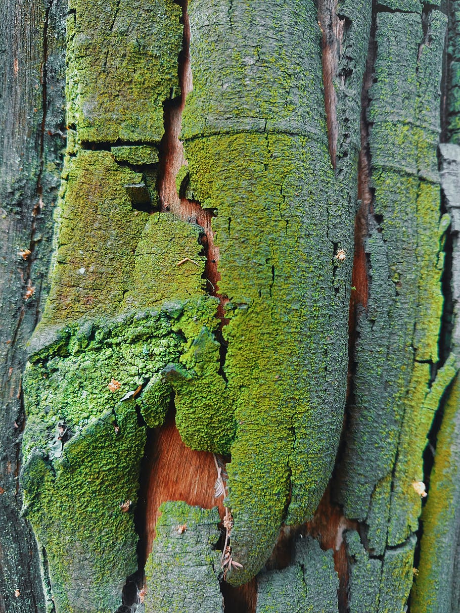 forest, nature, green color, plant, textured, tree trunk, growth HD wallpaper