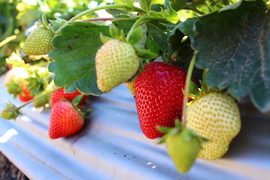 strawberry, field, fruit, plant, vitamins, strawberries, agriculture