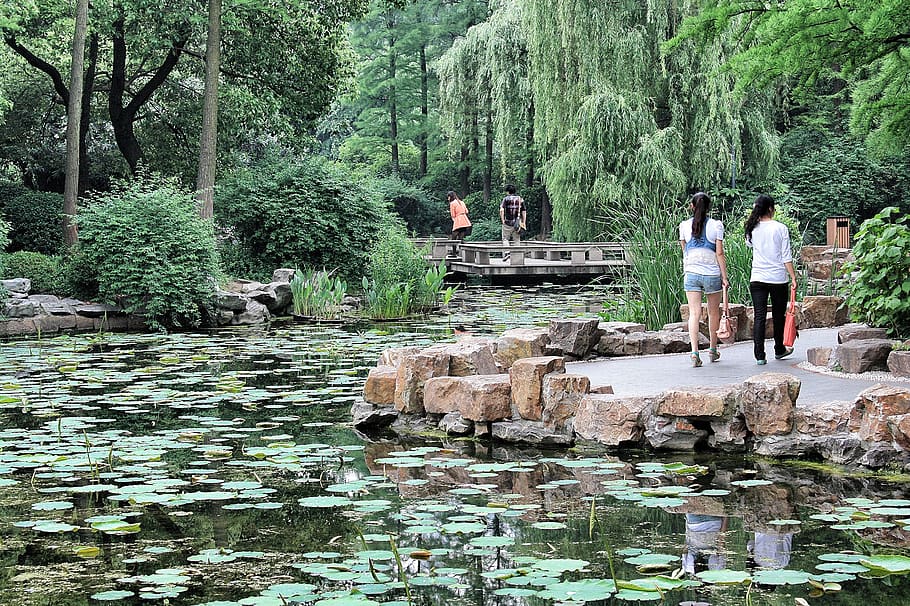 china, shanghai, tree, water, garden, plant, real people, nature HD wallpaper