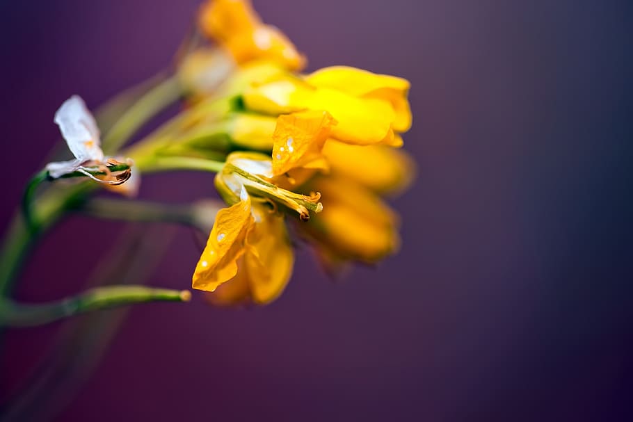 flowers, yellow, soft, bloom, nature, purple, colored background HD wallpaper