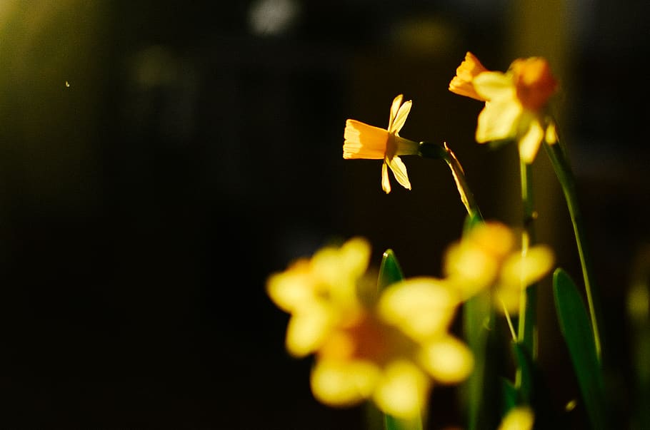 yellow petaled flower, plant, daffodil, flora, blossom, helsinki HD wallpaper