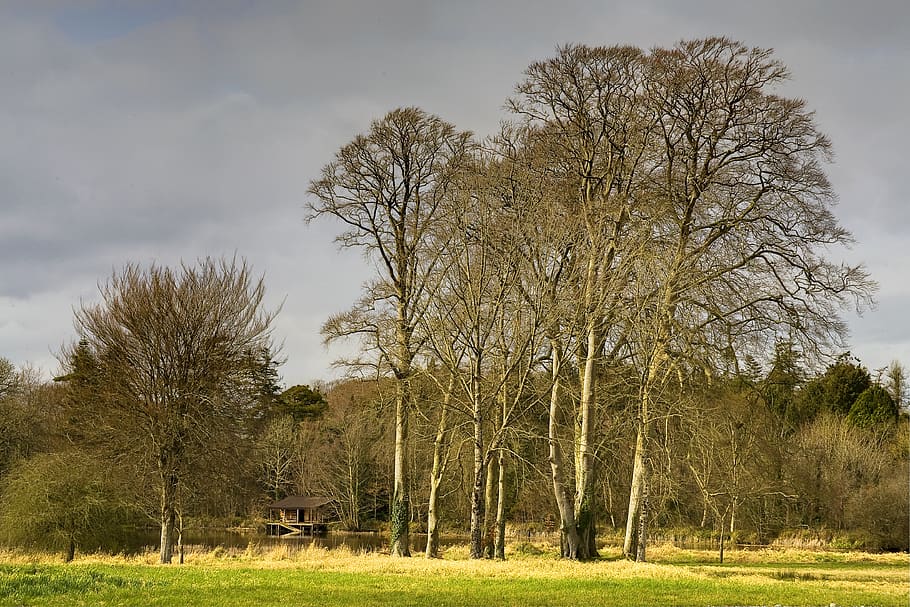 trees, log, cabin, wood, forest, nature, autumn, old, landscape HD wallpaper