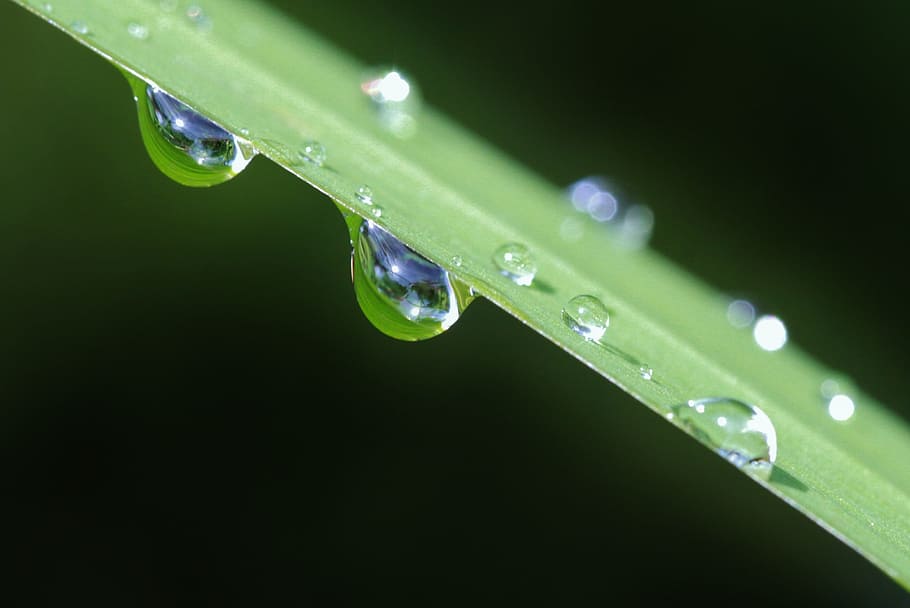 drops, water, droplets, wet, green color, plant, freshness HD wallpaper