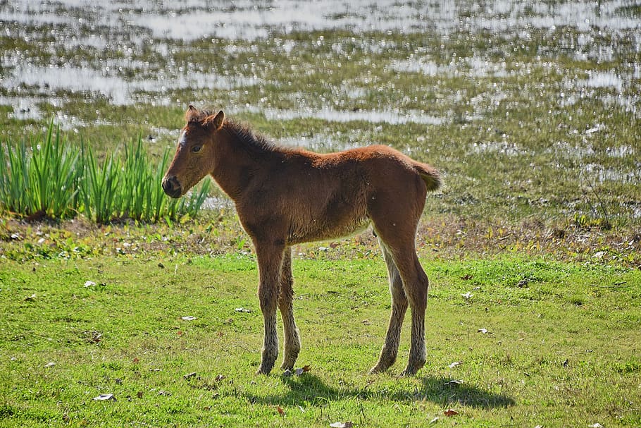 marsh, colt, water, animals, nature, animal themes, mammal HD wallpaper