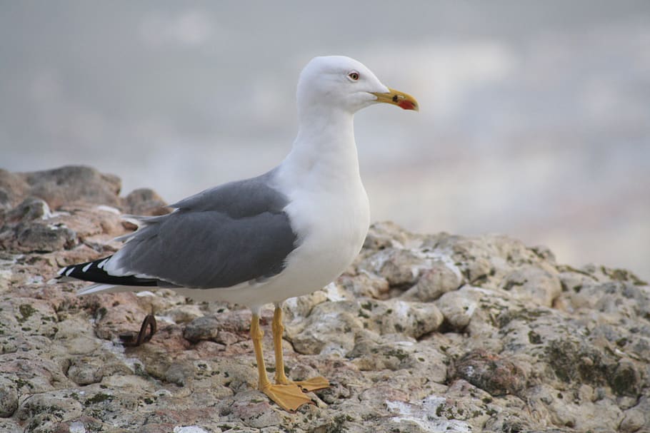 atlantic, gull, rock, sea, water, nazaré, animal themes, one animal HD wallpaper