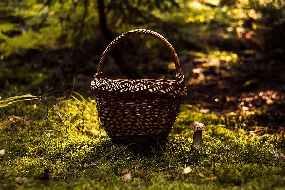 fungus, forest, day, autumn, mushrooms, red, toxic, hat, toadstool, HD wallpaper