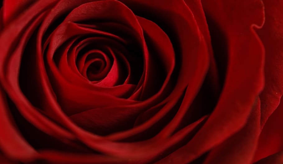 A macro shot of the top of a rose., wallpaper, flower wallpapers, HD wallpaper