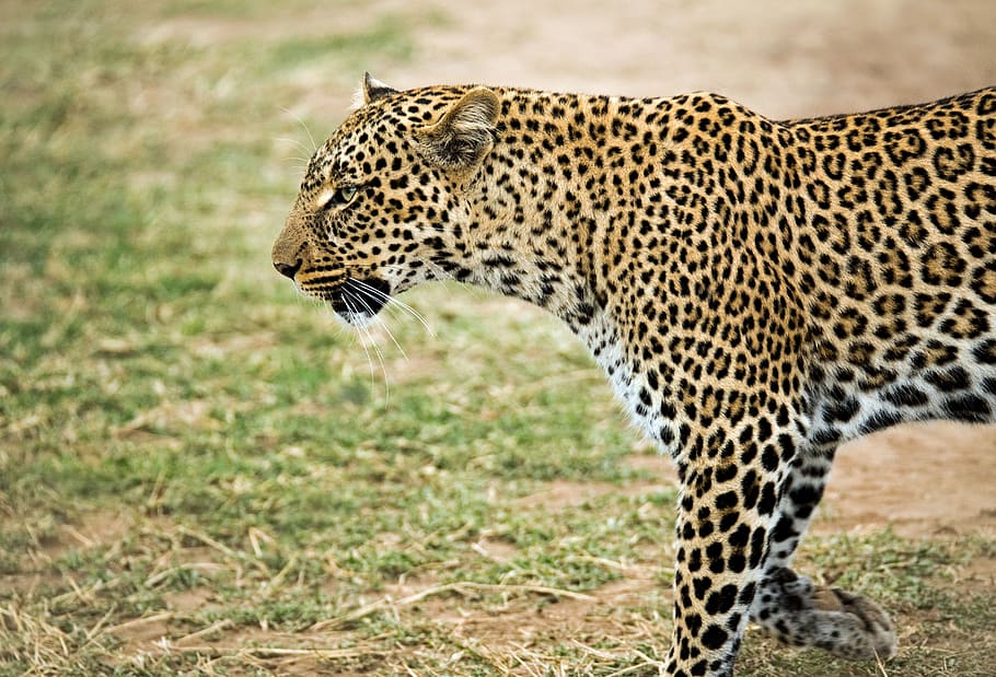 leopard walking outdoor, feline, cat, big cat, animal, mammal HD wallpaper