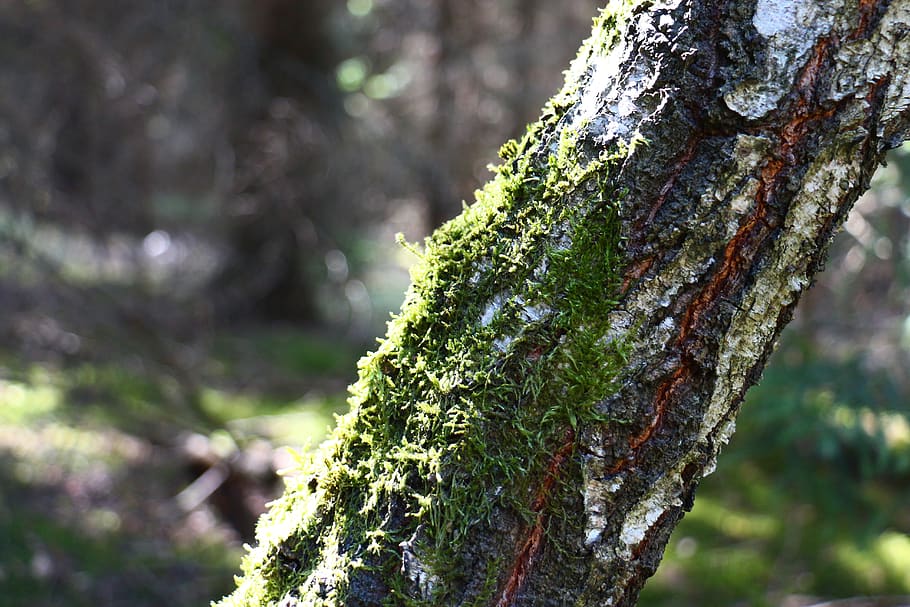 moss, tree, birch, nature, forest, green, log, atmosphere, tribe HD wallpaper