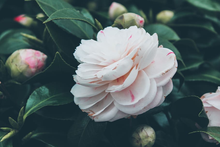 white-petaled flower, flowering plant, growth, beauty in nature HD wallpaper