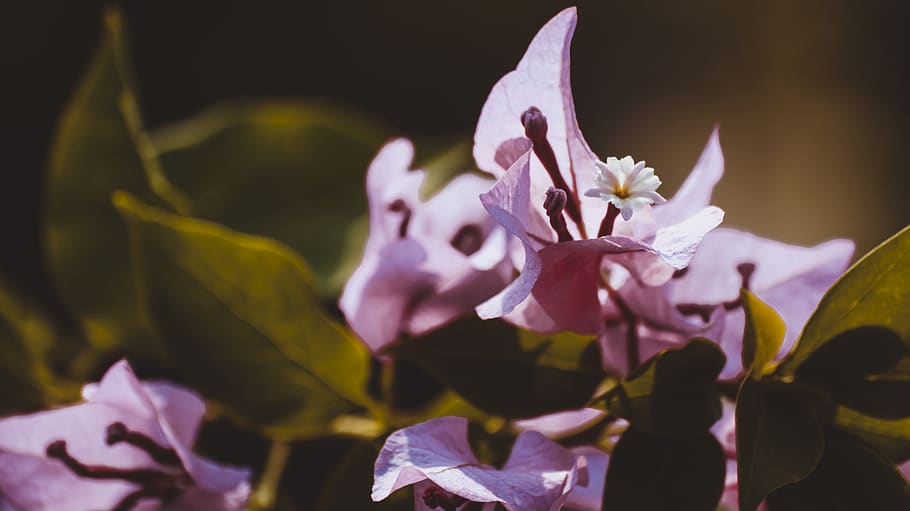 flowering plant, freshness, petal, beauty in nature, fragility HD wallpaper
