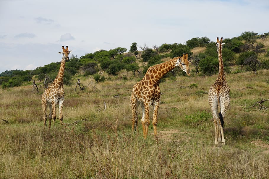 three giraffes on field during daytime, mammal, animal, wildlife HD wallpaper