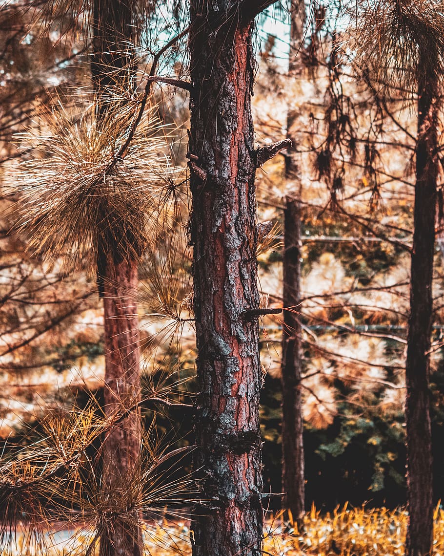 brown tree barks across trees, plant, brazil, r. alexandre bassora HD wallpaper