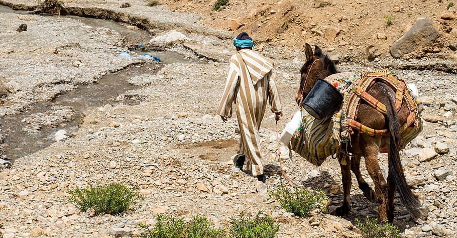 man walking on mountain, donkey, ride, arabic, atlas mountain HD wallpaper