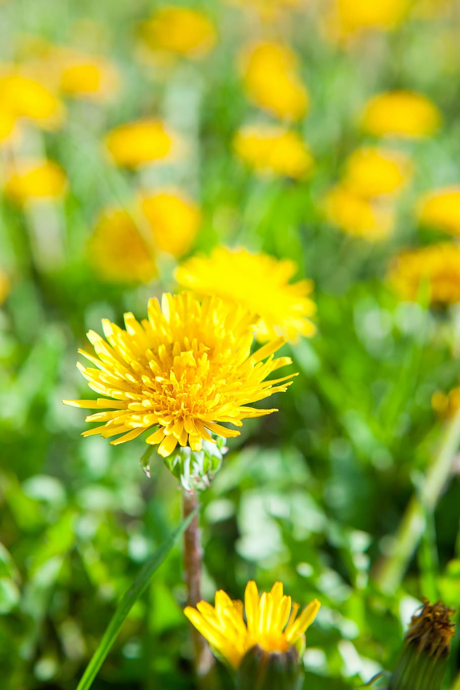 dandelion, background, blossom, bright, colorful, environment HD wallpaper