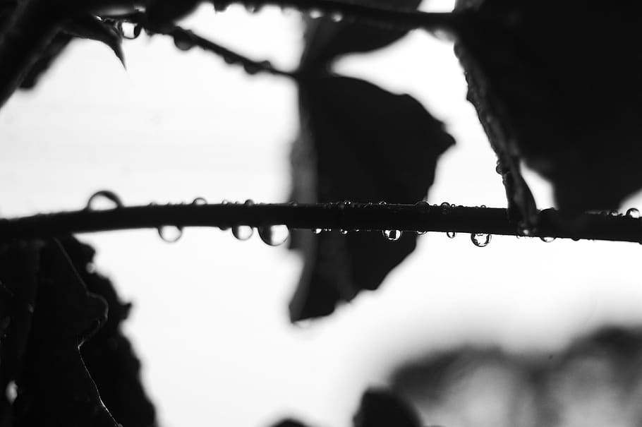 bandw, focus on foreground, close-up, metal, nature, day, no people HD wallpaper