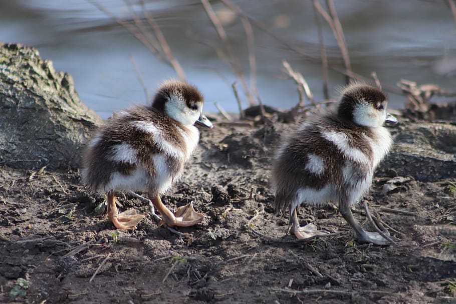 chicks, goslings, nilgans, wild goose, water bird, young, single file HD wallpaper