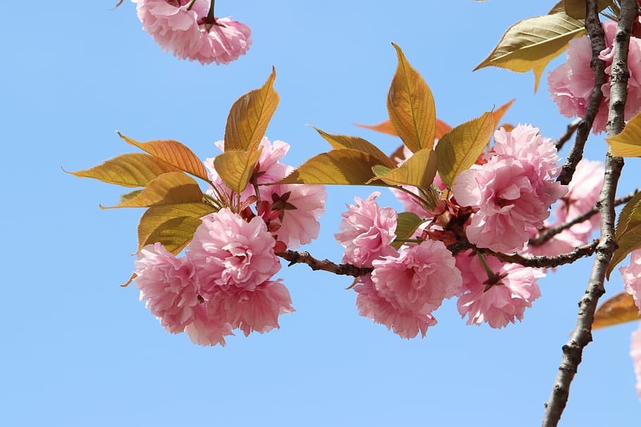spring, spring flowers, nature, plants, season, garden, flowering HD wallpaper