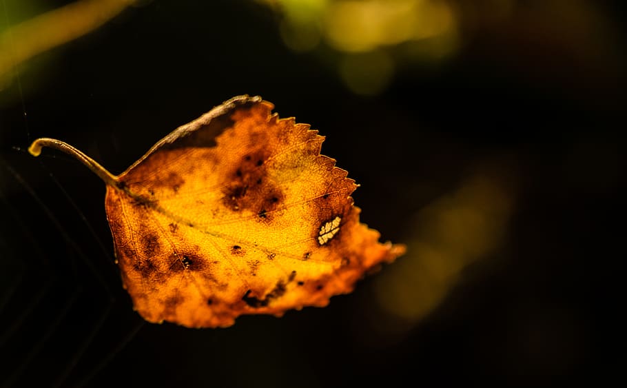 leaf, leaves, autumn, fall, colorful, brown, orange, yellow HD wallpaper