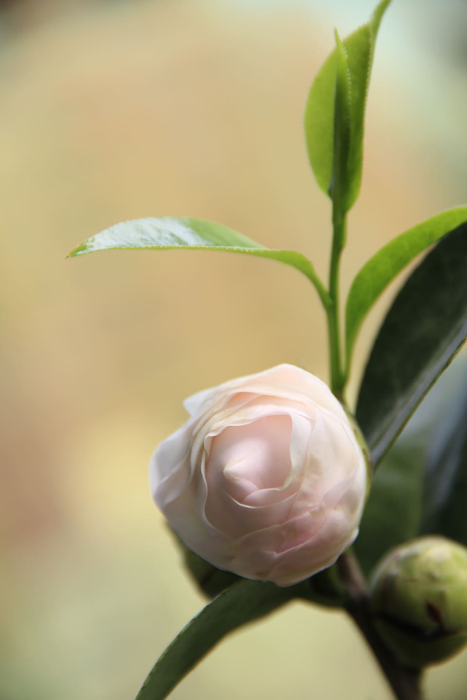 camellia．, pink．, summer, plant, close-up, beauty in nature