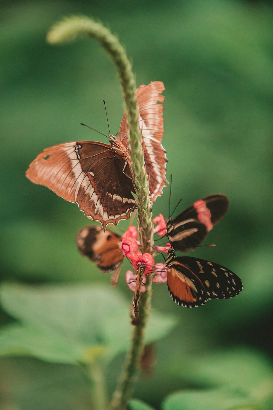 butterfly, moth, insect, macro, close up, nectar, pollen, flower HD wallpaper