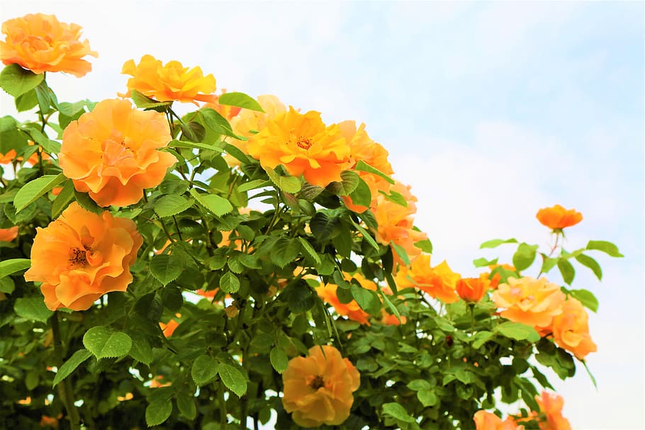 rose, roses, spring, flower, plant, nature, love, romance, romantic HD wallpaper