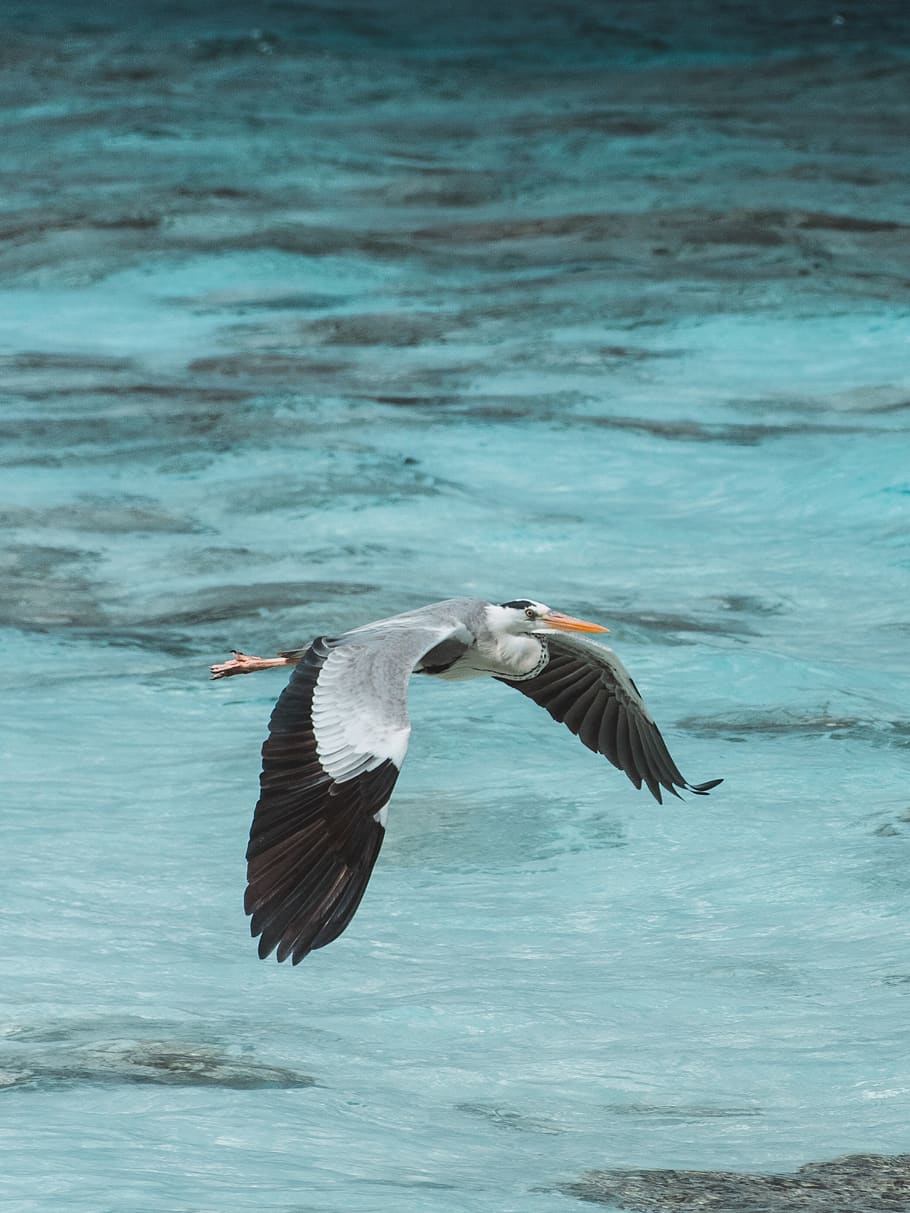 white and black bird, animals in the wild, animal themes, animal wildlife HD wallpaper