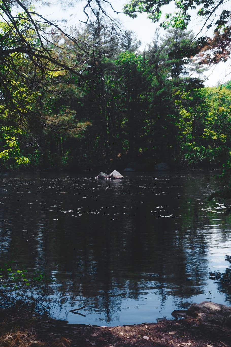 trees, lake, forrest, wallpaper, walk, nature, water, plant HD wallpaper