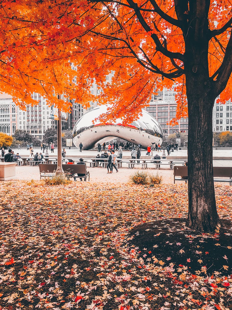orange leafed trees near cloud gate, autumn, change, built structure HD wallpaper
