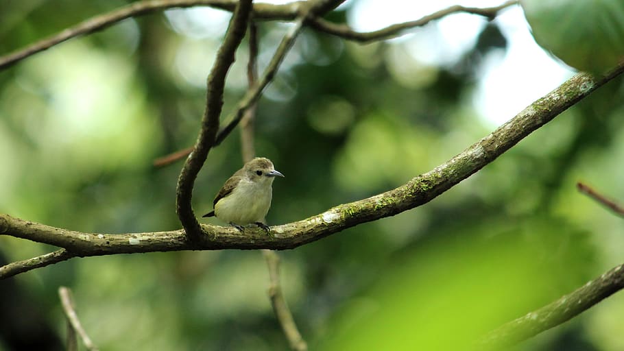 tickell's, flower, pecker, bird, avian, little, nature, wildlife HD wallpaper