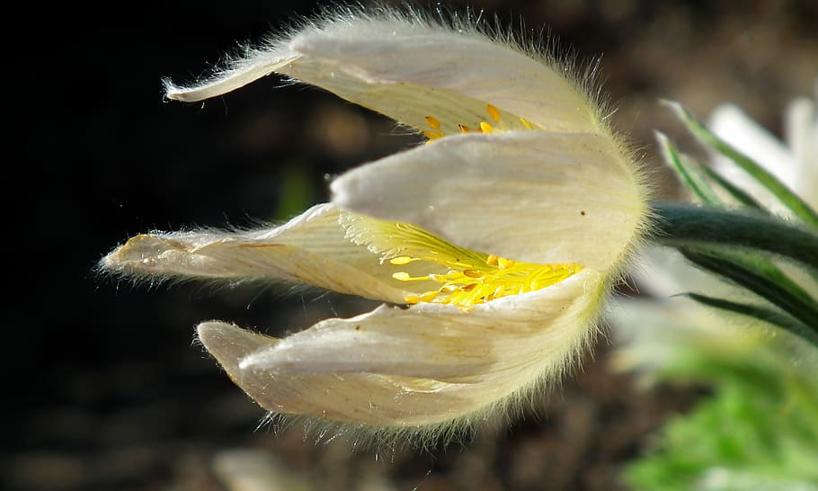 anemone, flower, spring, garden, white, macro, nature, closeup HD wallpaper